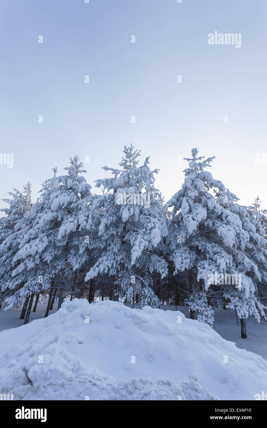 Trees snow and road at sunrise Stock Photo - Alamy
