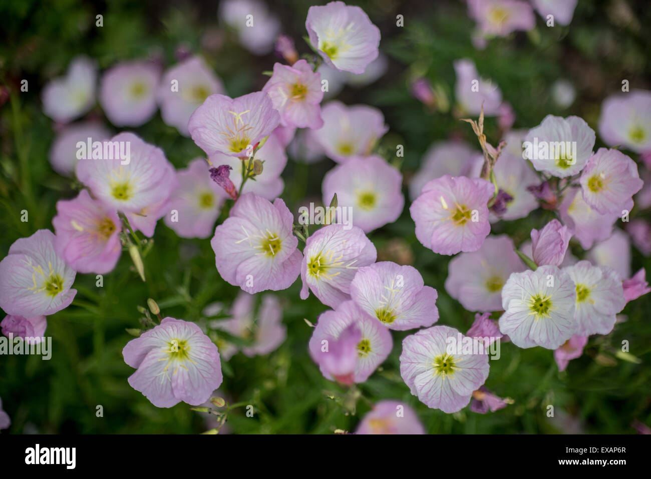 Oenothera speciosa pink showy evening primrose close up Stock Photo