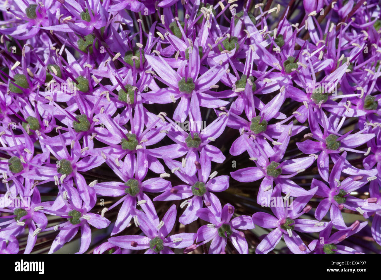 Allium rosenbachianum Stock Photo