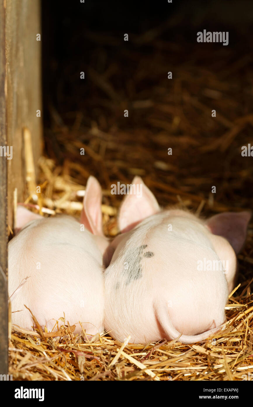 Two Middle White piglets Stock Photo