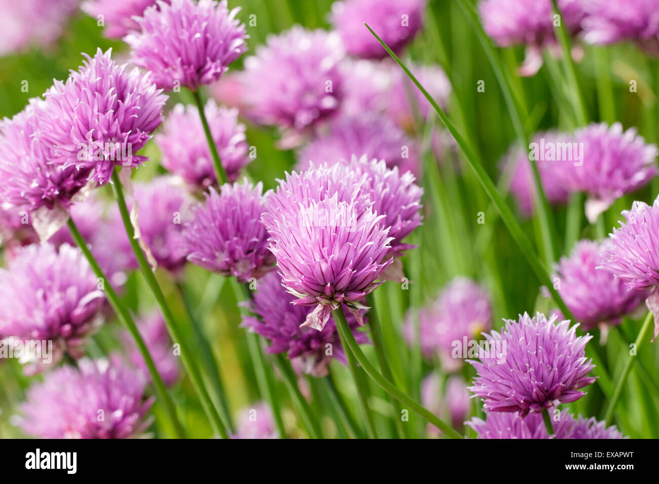 Chives (Allium schoenoprasum) Stock Photo