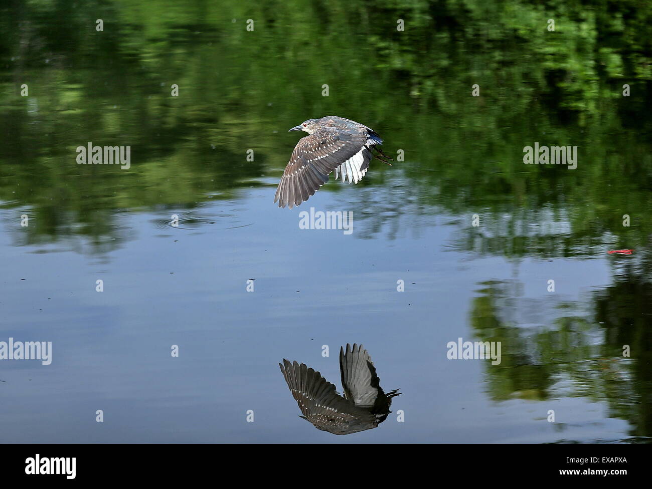 A Black-crowned night heron flys near a river in Natong, Jiangsu province, China on 17th May 2015. Stock Photo