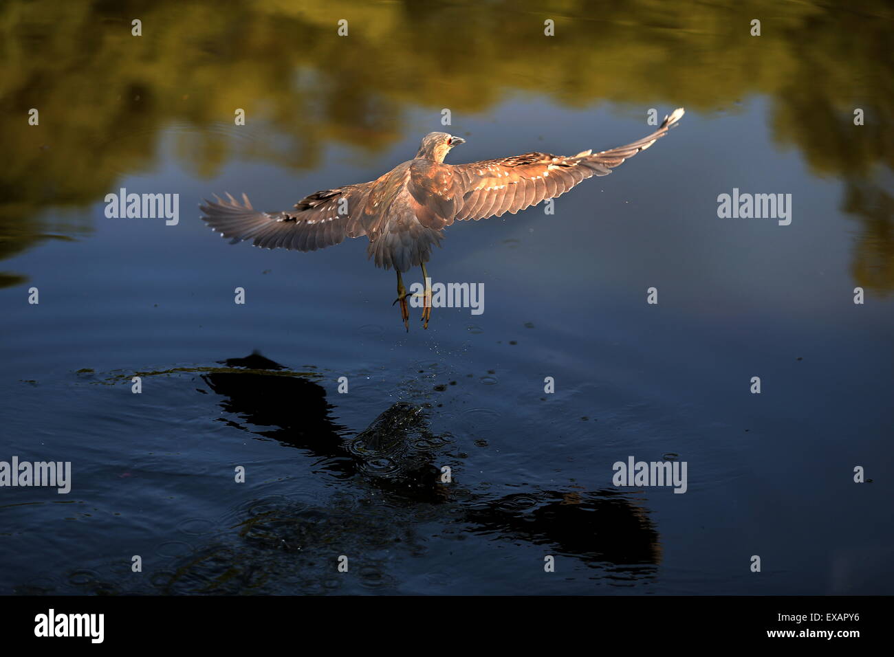 A Black-crowned night heron flys near a river in Natong, Jiangsu province, China on 17th May 2015. Stock Photo