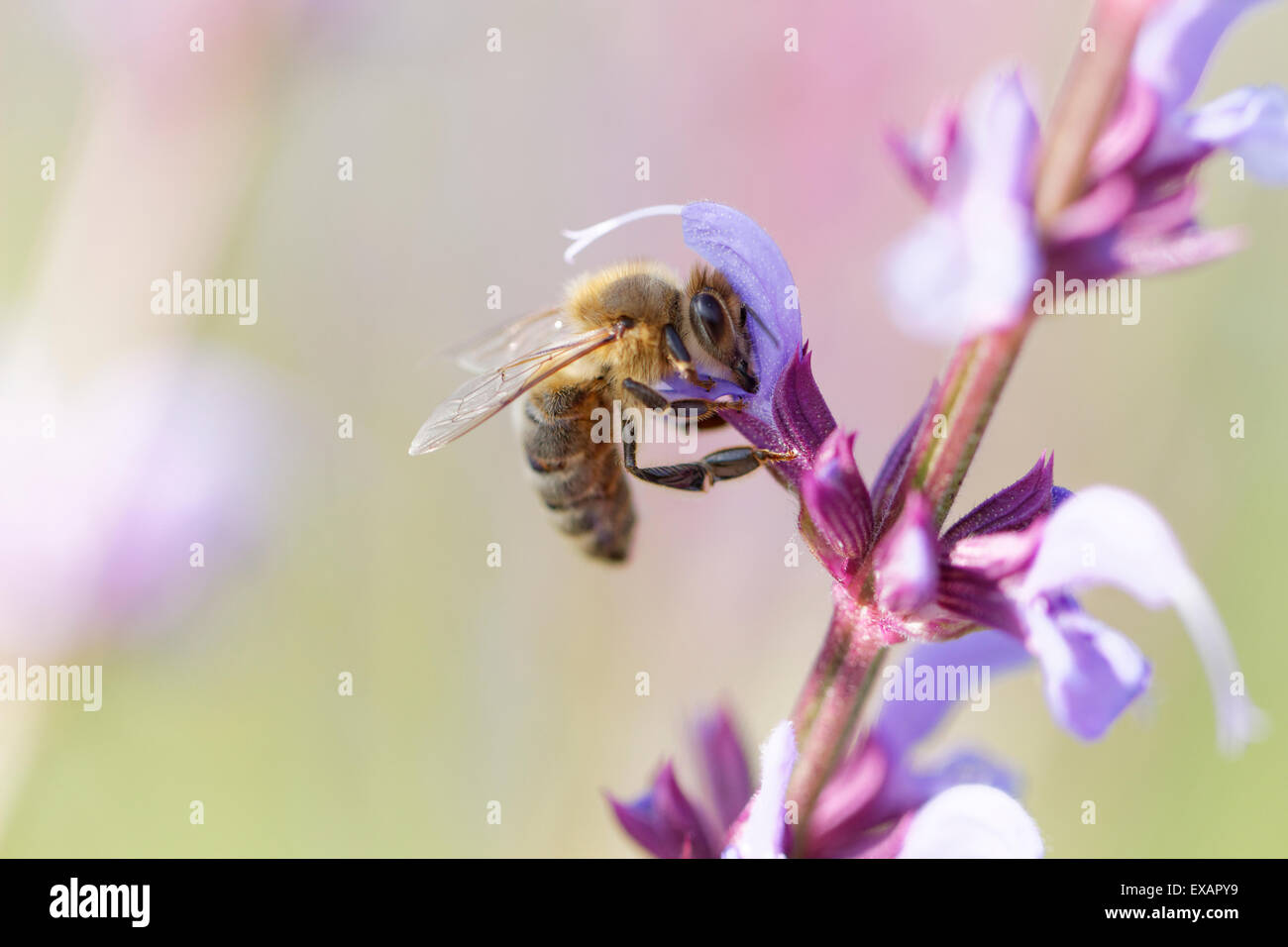 Honey bee on Salvia flowers Stock Photo