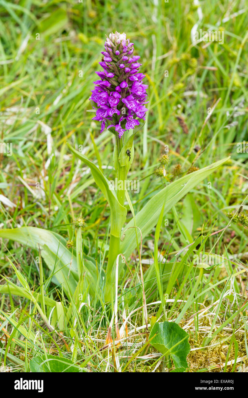 Northern Marsh Orchid - Dactylorhiza purpurella, Stock Photo