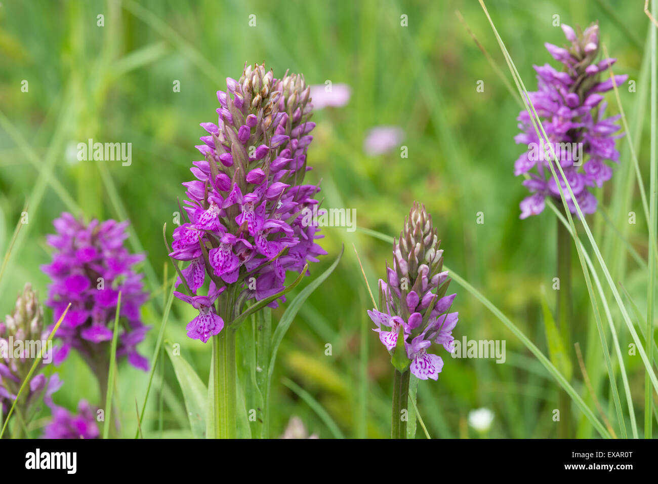 Northern Marsh Orchid - Dactylorhiza purpurella Stock Photo