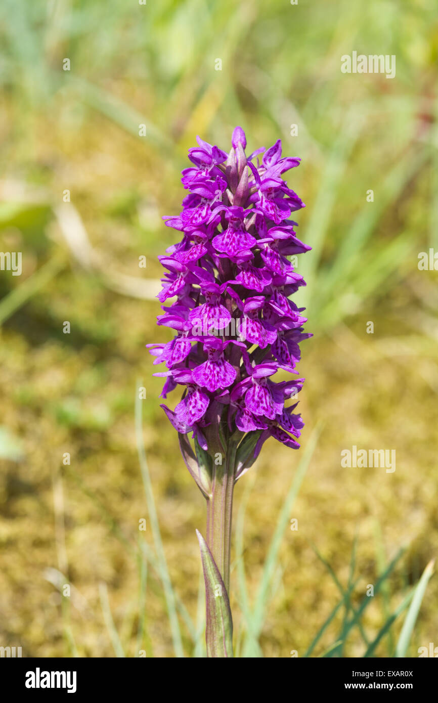 Northern Marsh Orchid - Dactylorhiza purpurella Stock Photo