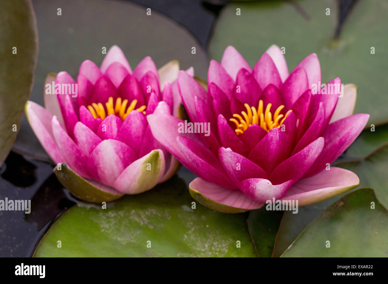 Two red purple pink water lilies with leaves Stock Photo