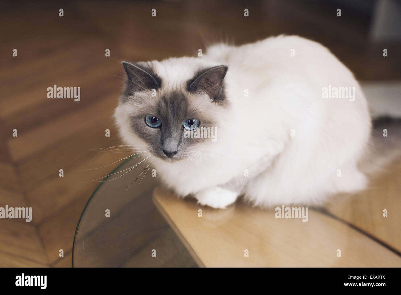 cats on coffee tables