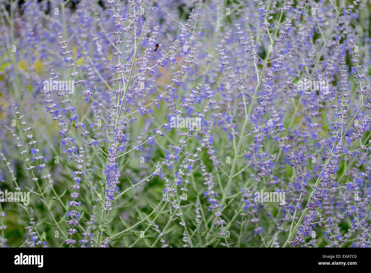 Solidago virgaurea European goldenrod woundwort Stock Photo