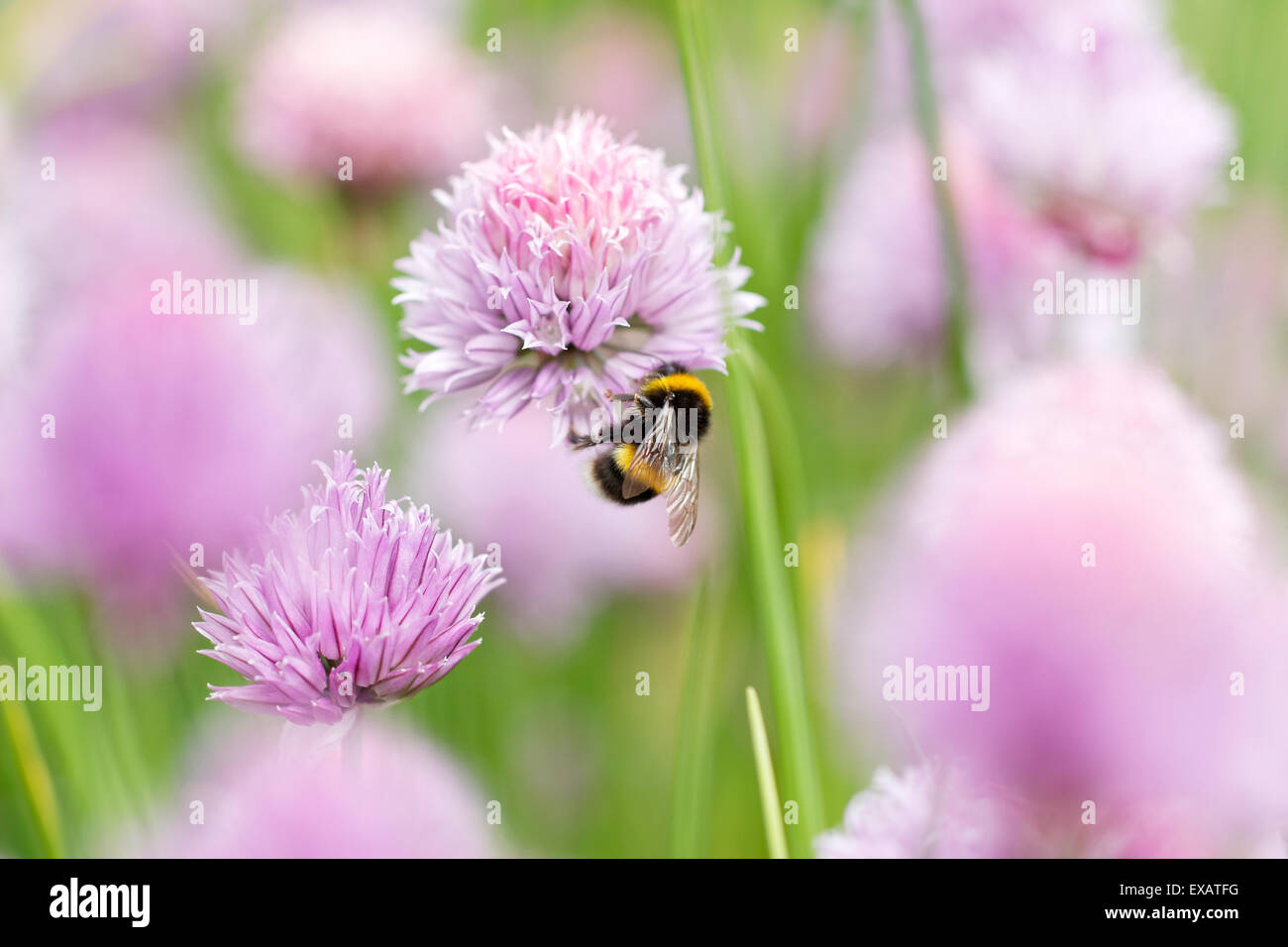 A bumblebee on a chive flower head Stock Photo