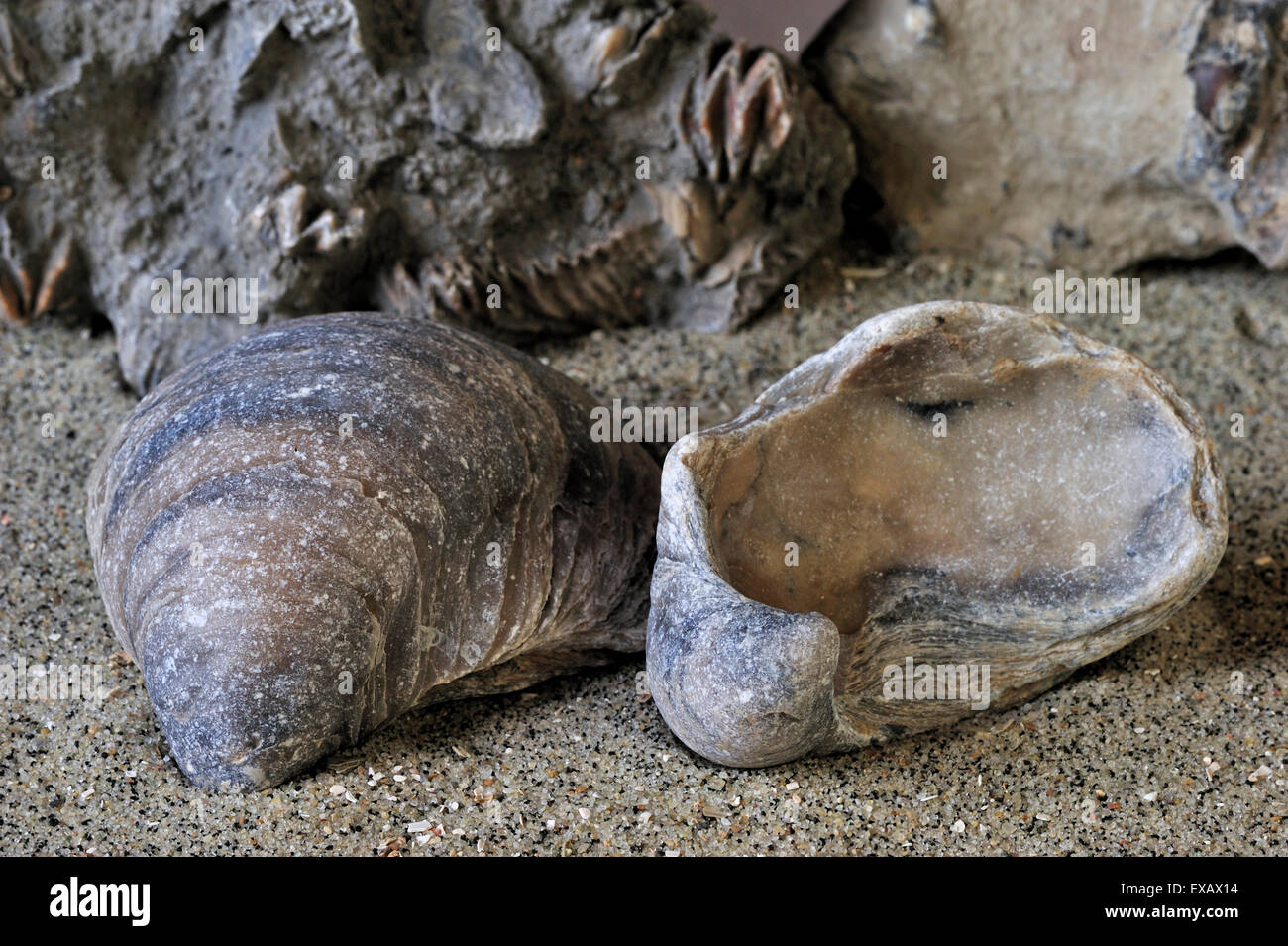 Devil's toenail or Gryphaea dilatata / Gryphea dilatata, species of Jurassic oyster, Gryphaeidae marine bivalve mollusc Stock Photo