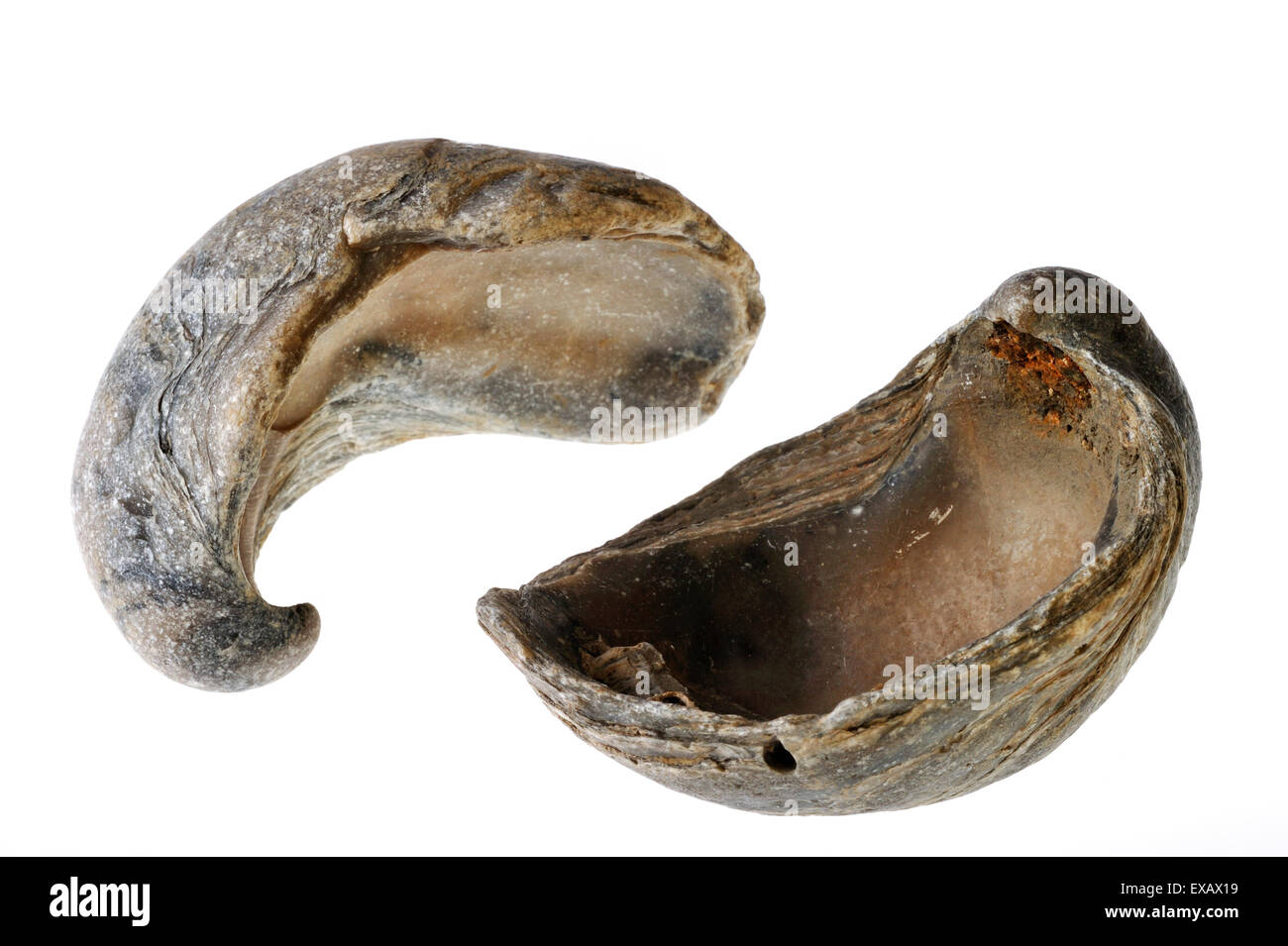 Devil's toenail / Gryphaea dilatata / Gryphea dilatata, species of Jurassic oyster, Gryphaeidae marine bivalve mollusc Stock Photo