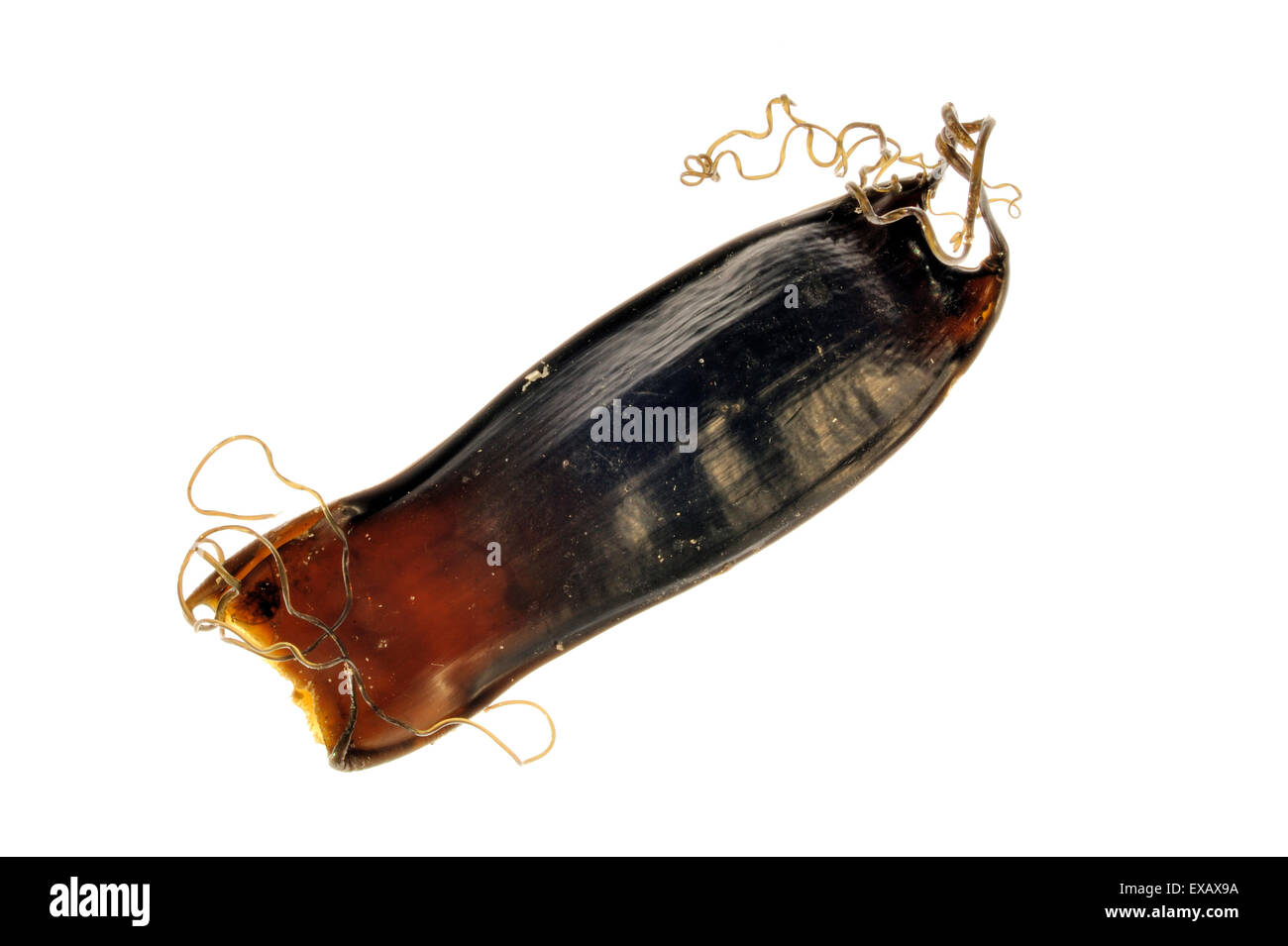 Egg case / mermaids purse of a Small-spotted catshark / Lesser spotted dogfish (Scyliorhinus canicula) on white background Stock Photo