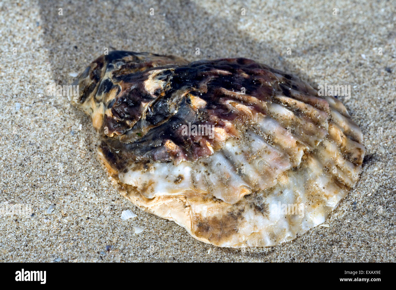 Pacific oyster / Japanese oyster / Miyagi oyster (Crassostrea gigas