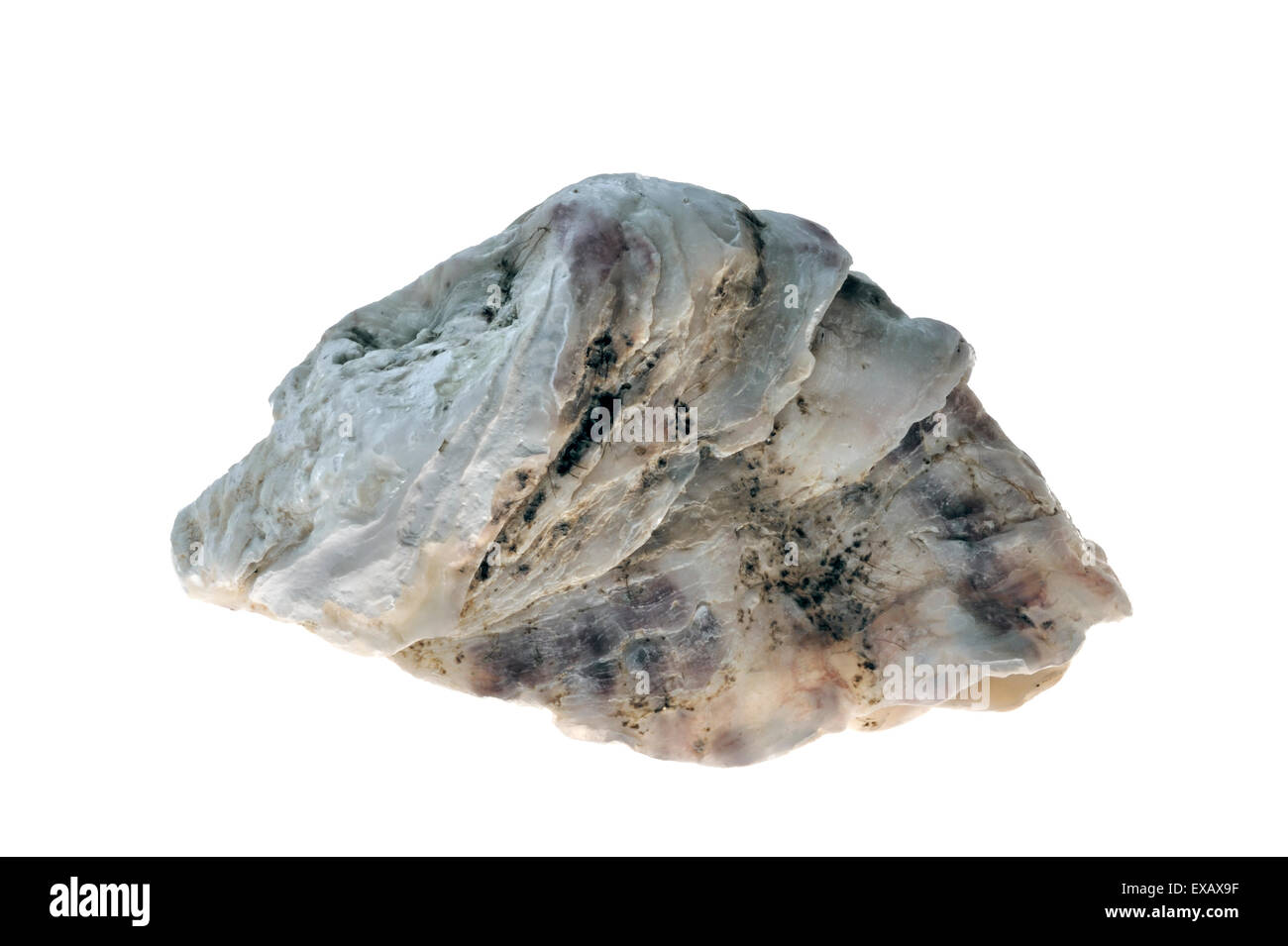 Pacific oyster / Japanese oyster / Miyagi oyster (Crassostrea gigas) native to the Pacific coast of Asia on white background Stock Photo