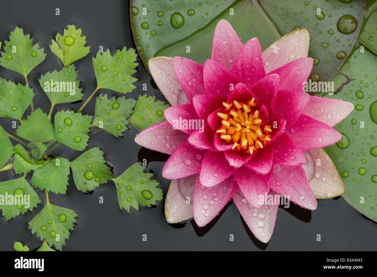 Pink water lily in raindrops close up Nymphea Stock Photo - Alamy