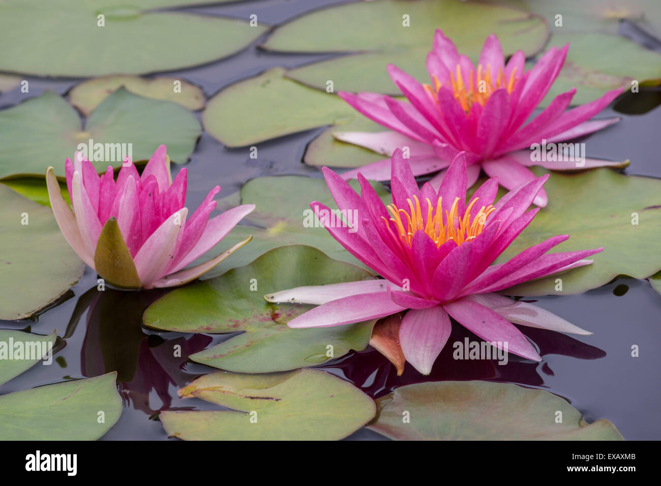 Three red water lilies with leaves Stock Photo Alamy