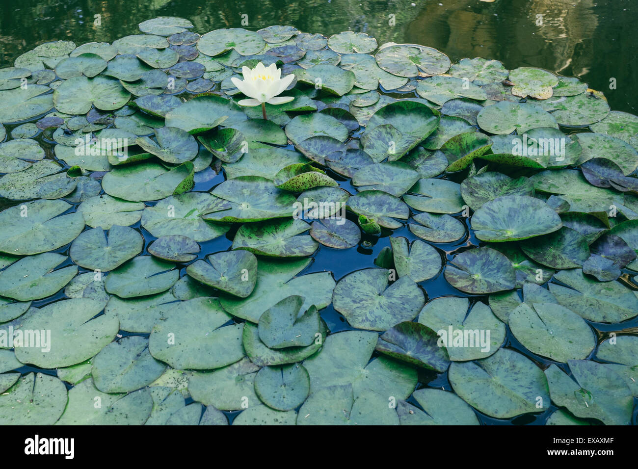 Lily pads in a pond hires stock photography and images Alamy