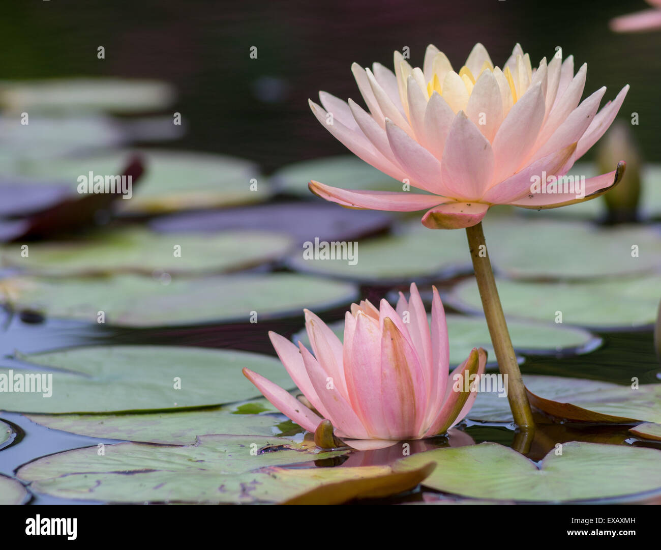 Water lilies hires stock photography and images Alamy