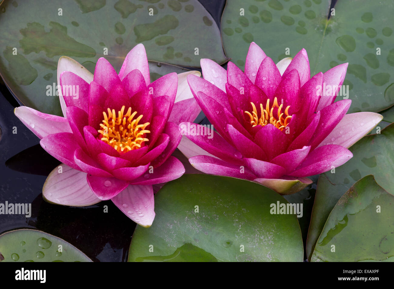Two red purple pink water lilies with leaves Stock Photo