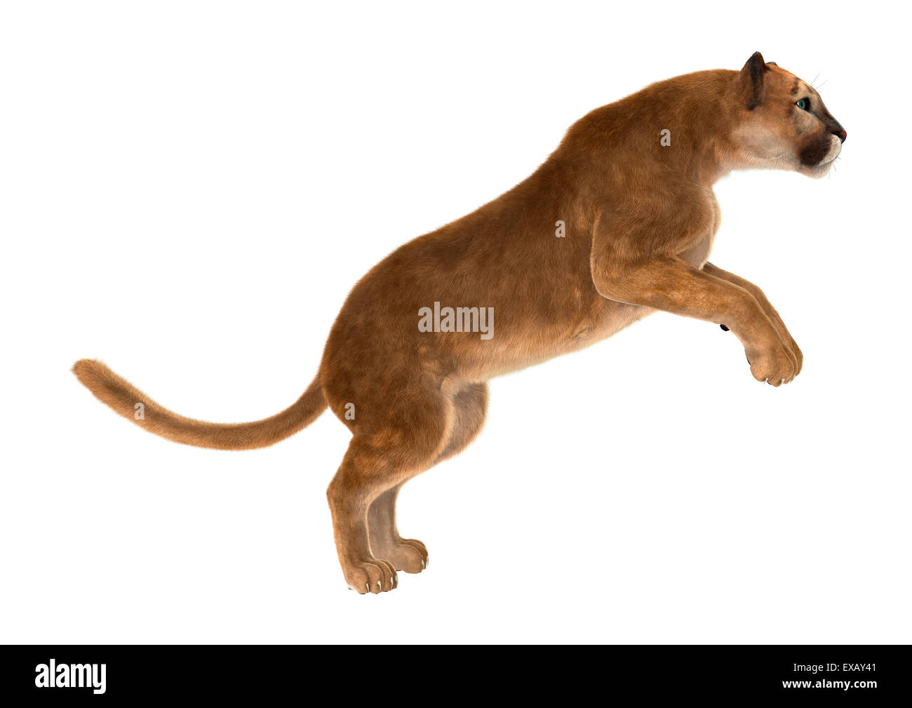 3D digital render of a big cat puma ready to jump isolated on white  background Stock Photo - Alamy
