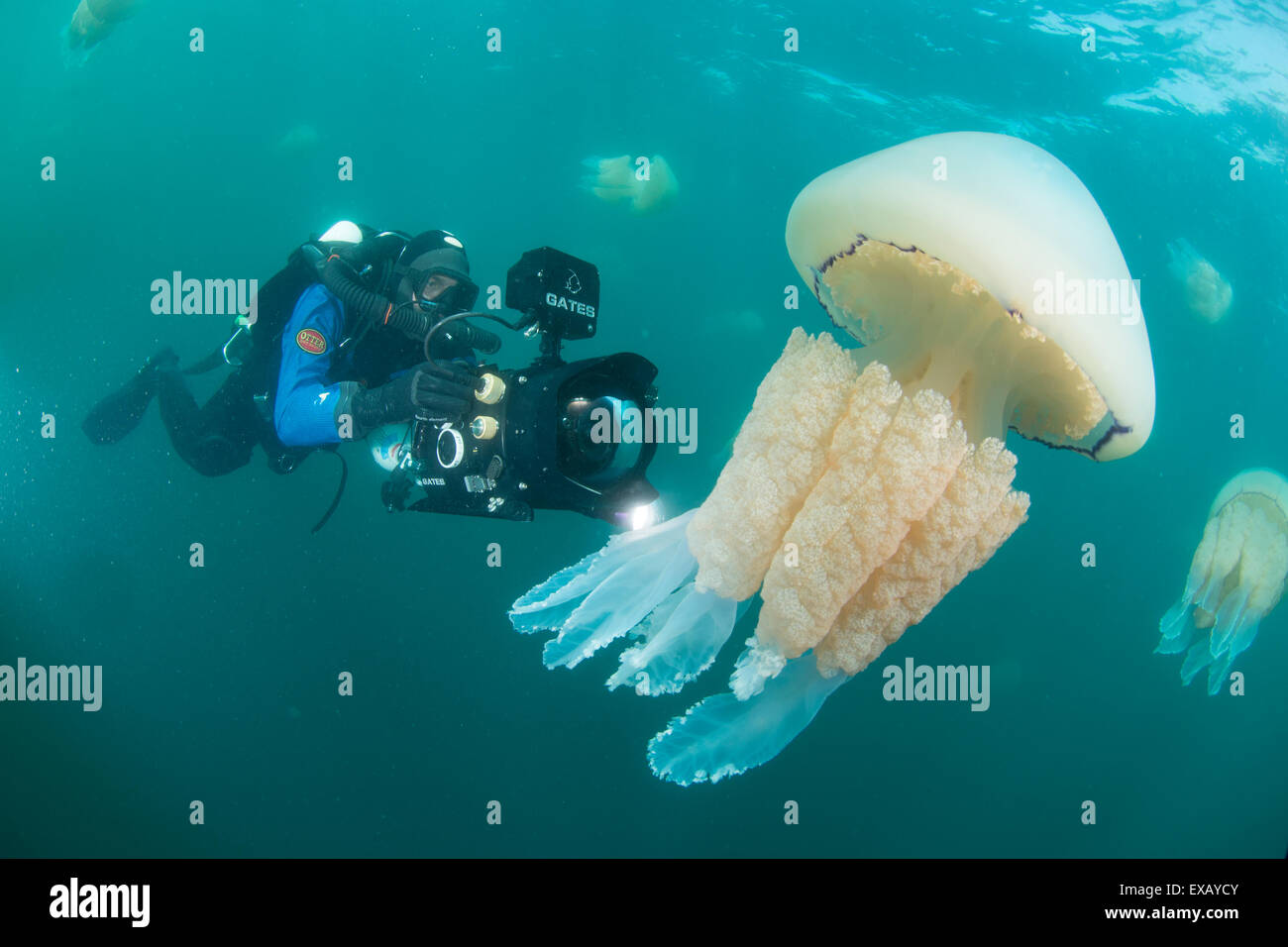 Barrel Jelly fish with diver of the coat of Devon UK. Stock Photo