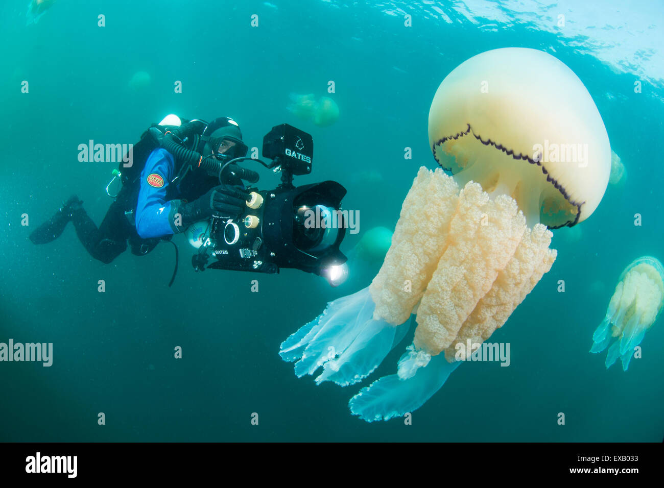 Barrel Jelly fish with diver of the coat of Devon UK. Stock Photo