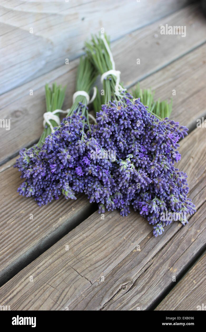 lavender bunches Stock Photo