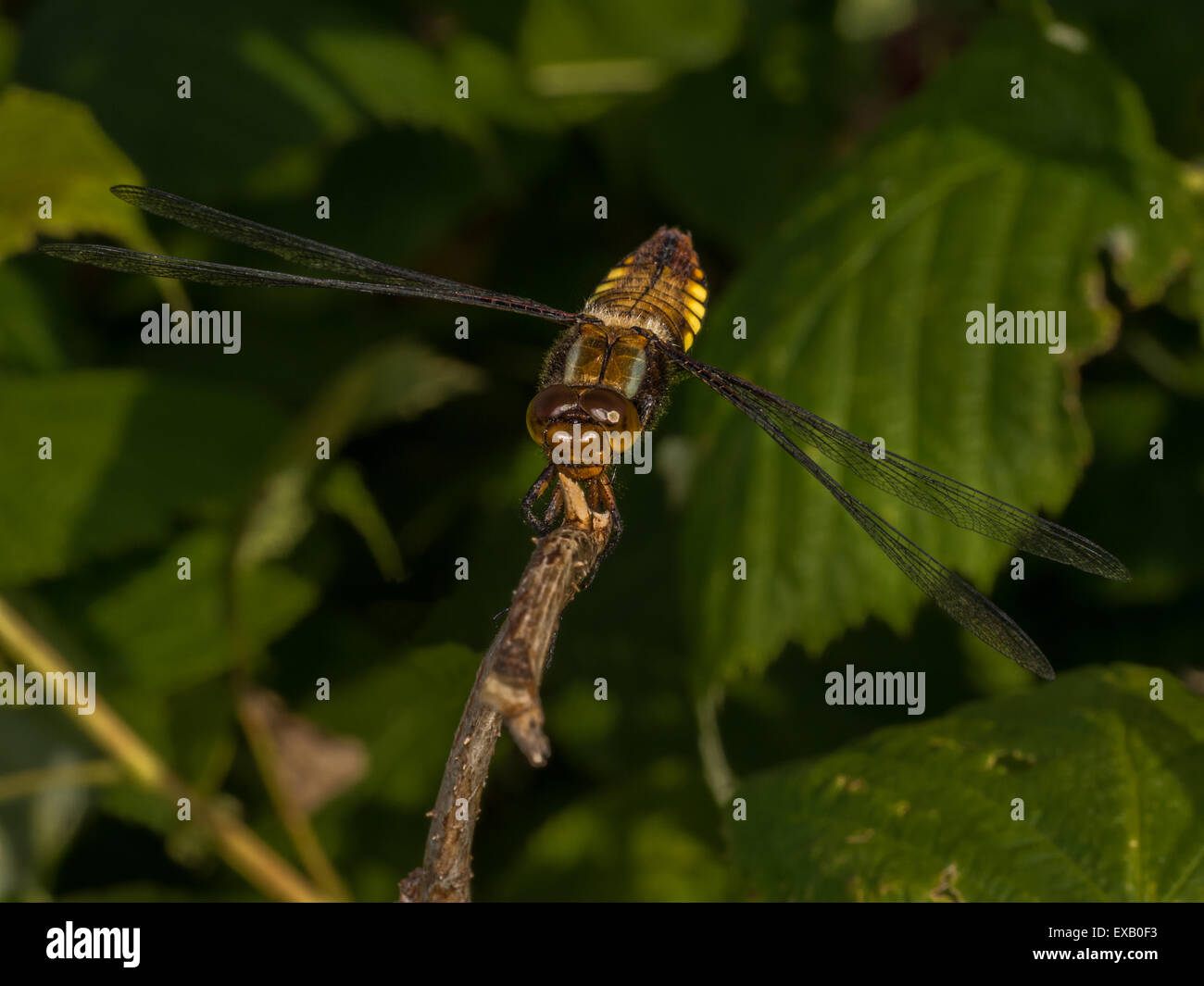 A beautiful dragonfly sat on a twig Stock Photo