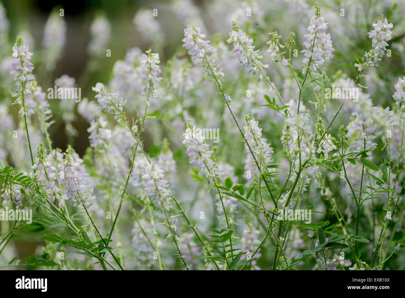 Galega officinalis in full bloom Stock Photo