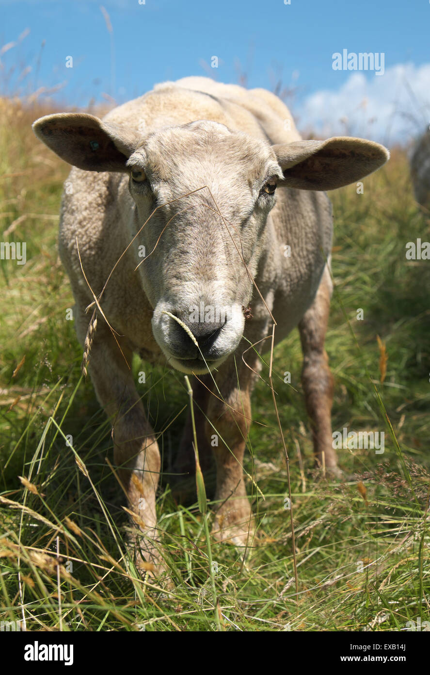 Ewe newly shorn grazing among tall grass in Herefordshire UK in July Stock Photo