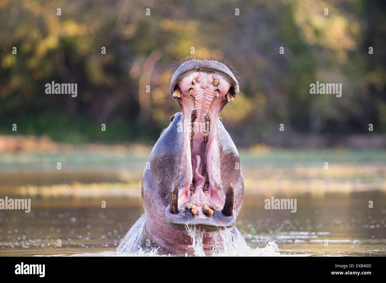 Male Hippopotamus displaying aggressive territorial behaviour, yawning Stock Photo