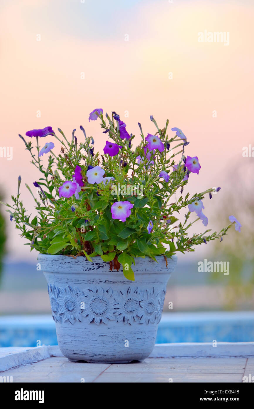 tobacco pink flowers in summer sunset Stock Photo