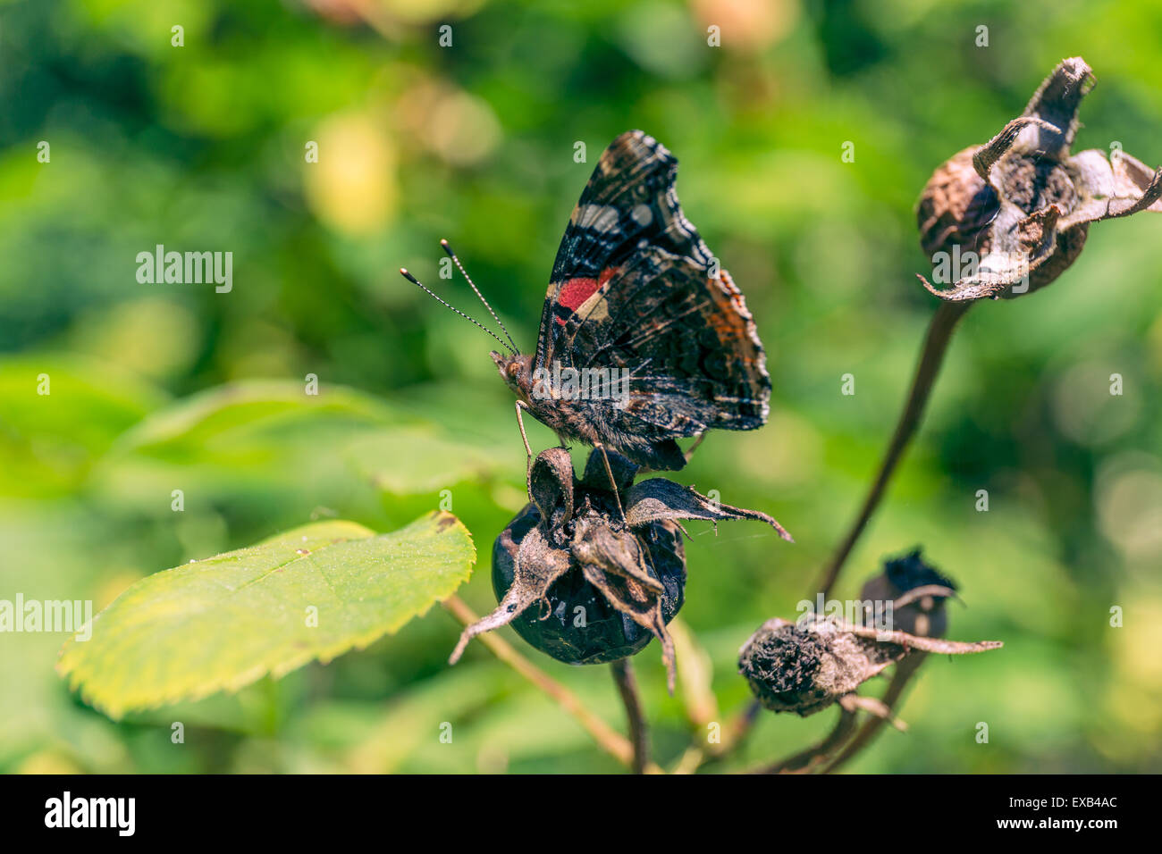 Butterly on top of a burgeon Stock Photo