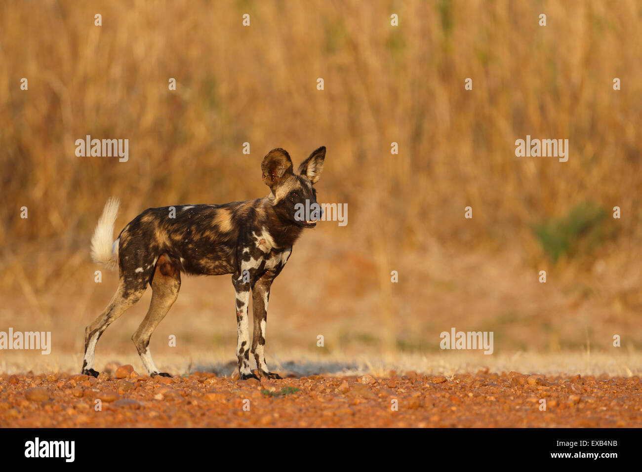 Wild dog, South Luangwa  National Park, Zambia, Sambia Stock Photo