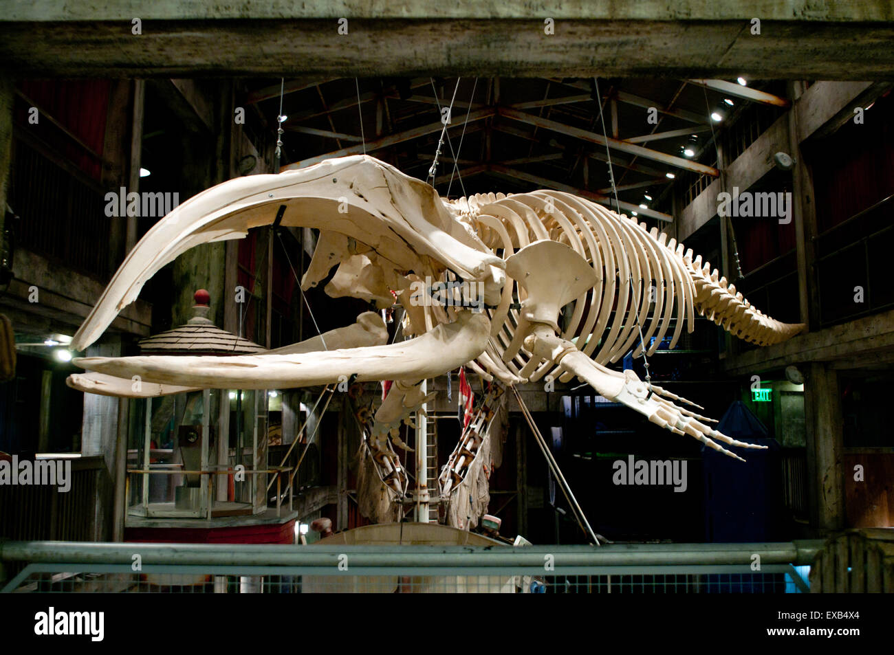 Whale big fish skeleton on display Stock Photo Alamy