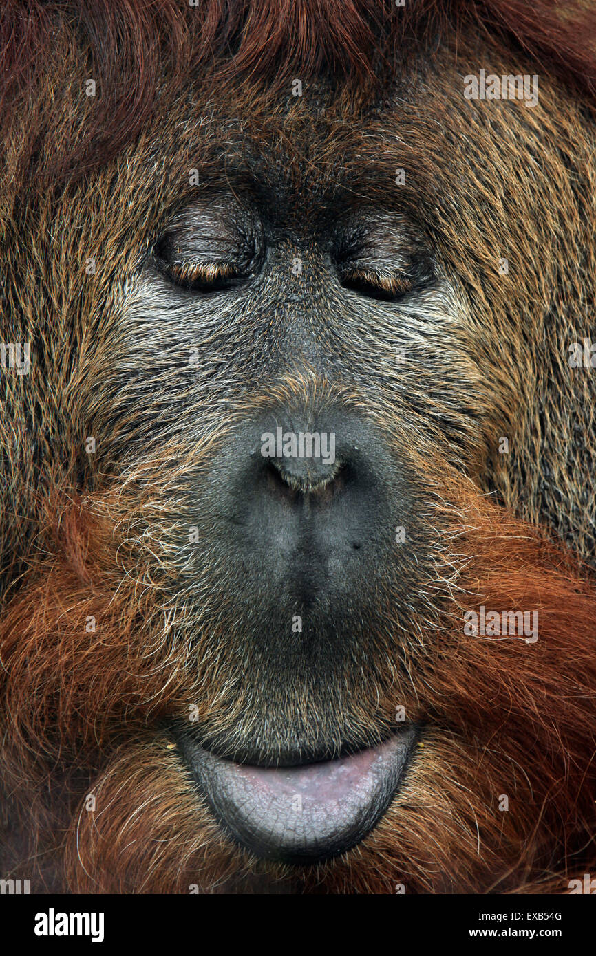 Cross hybrid of the Sumatran orangutan (Pongo abelii) and the Bornean orangutan (Pongo pygmaeus) at Usti nad Labem Zoo. Stock Photo