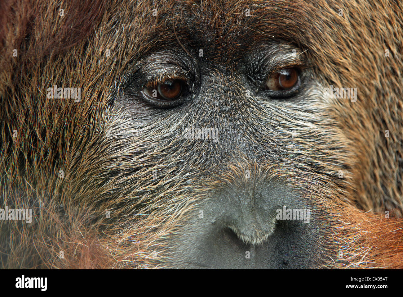 Cross hybrid of the Sumatran orangutan (Pongo abelii) and the Bornean orangutan (Pongo pygmaeus) at Usti nad Labem Zoo. Stock Photo