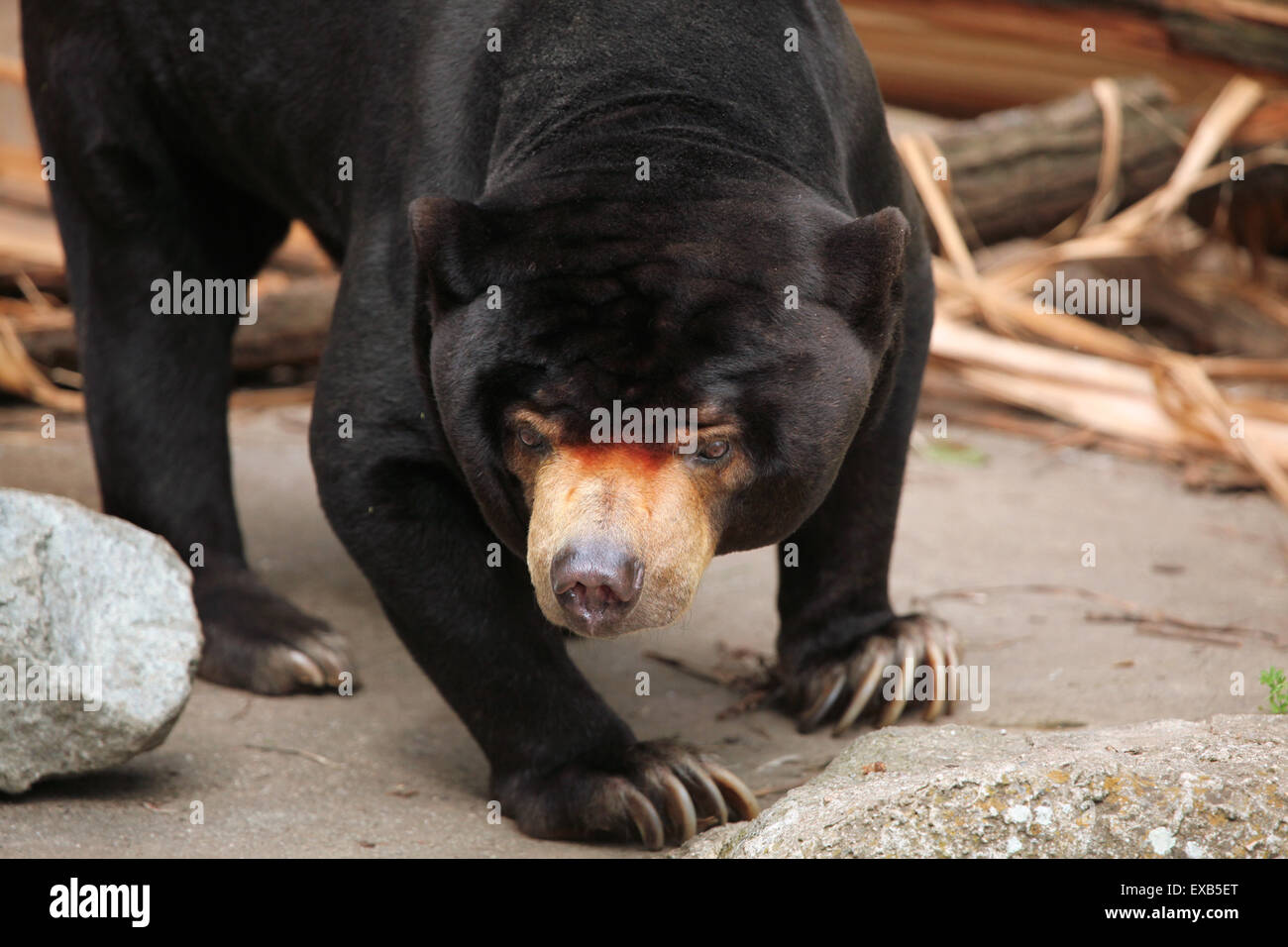 Malayan sun bear (Helarctos malayanus) at Usti nad Labem Zoo in North Bohemia, Czech Republic. Stock Photo