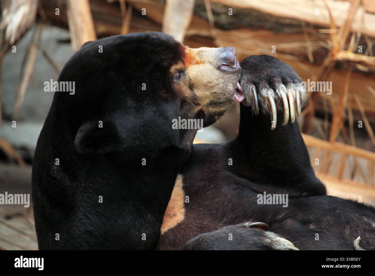 Malayan sun bear (Helarctos malayanus) at Usti nad Labem Zoo in North Bohemia, Czech Republic. Stock Photo