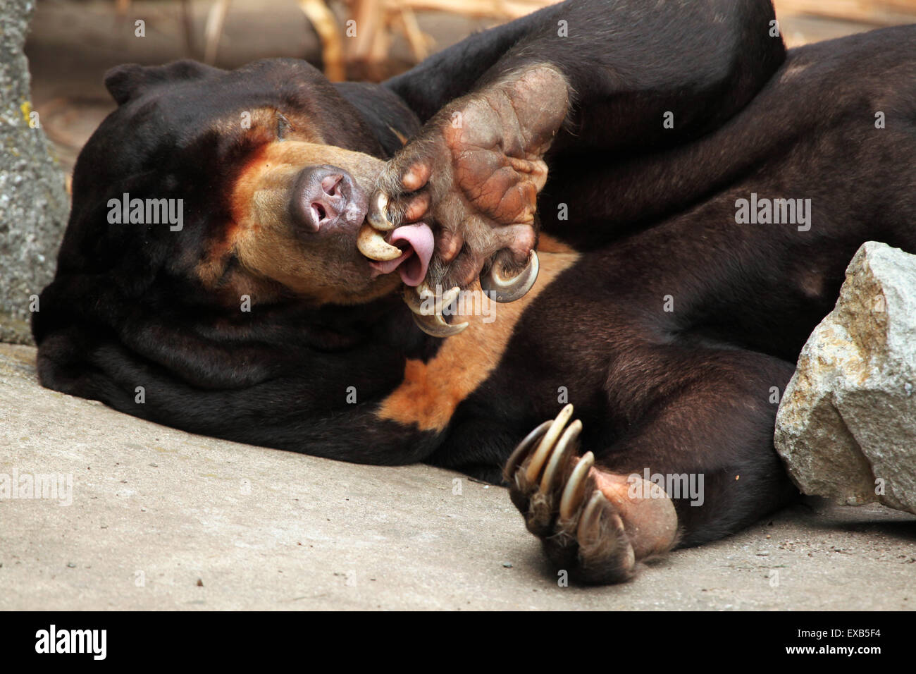 Malayan sun bear (Helarctos malayanus) at Usti nad Labem Zoo in North Bohemia, Czech Republic. Stock Photo