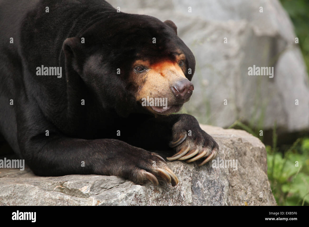 Malayan sun bear (Helarctos malayanus) at Usti nad Labem Zoo in North Bohemia, Czech Republic. Stock Photo