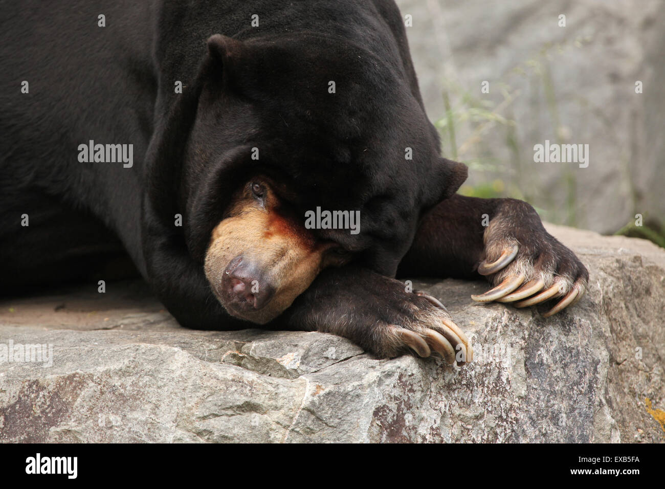 Malayan sun bear (Helarctos malayanus) at Usti nad Labem Zoo in North Bohemia, Czech Republic. Stock Photo