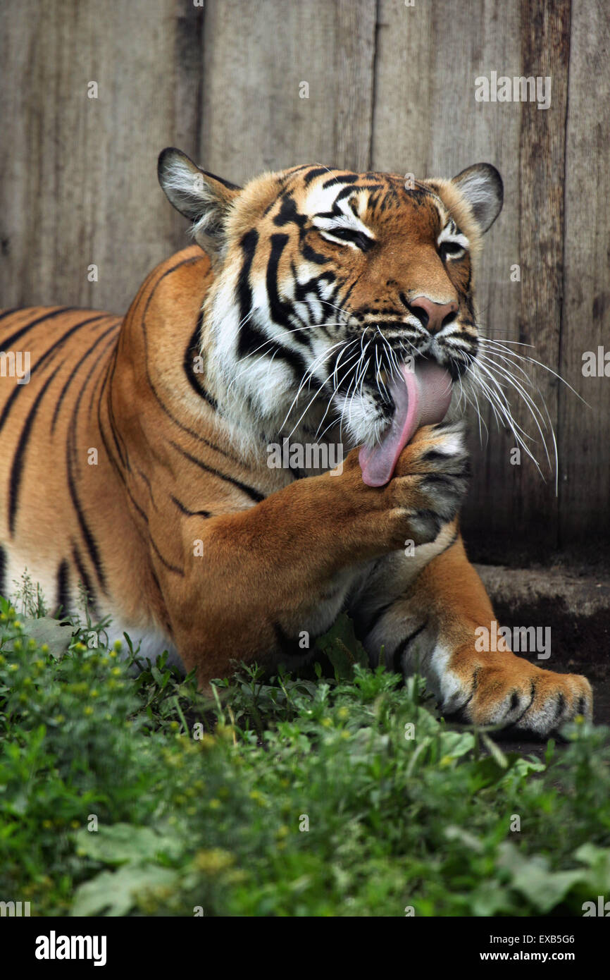 Malayan tiger hi-res stock photography and images - Alamy