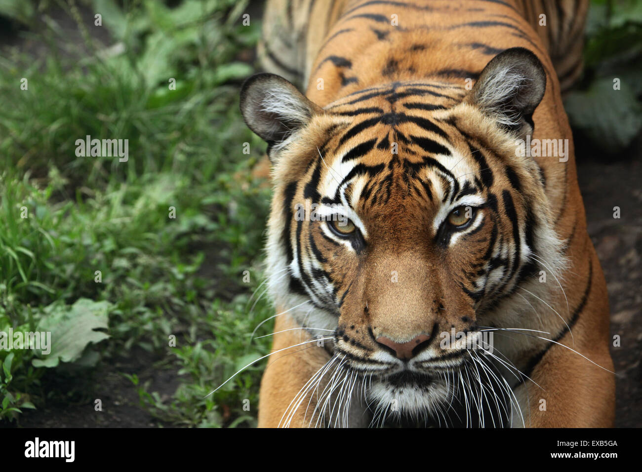 Malayan tiger hi-res stock photography and images - Alamy