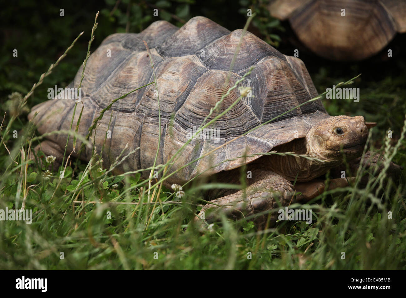 African spurred tortoise (Centrochelys sulcata), also known as the ...