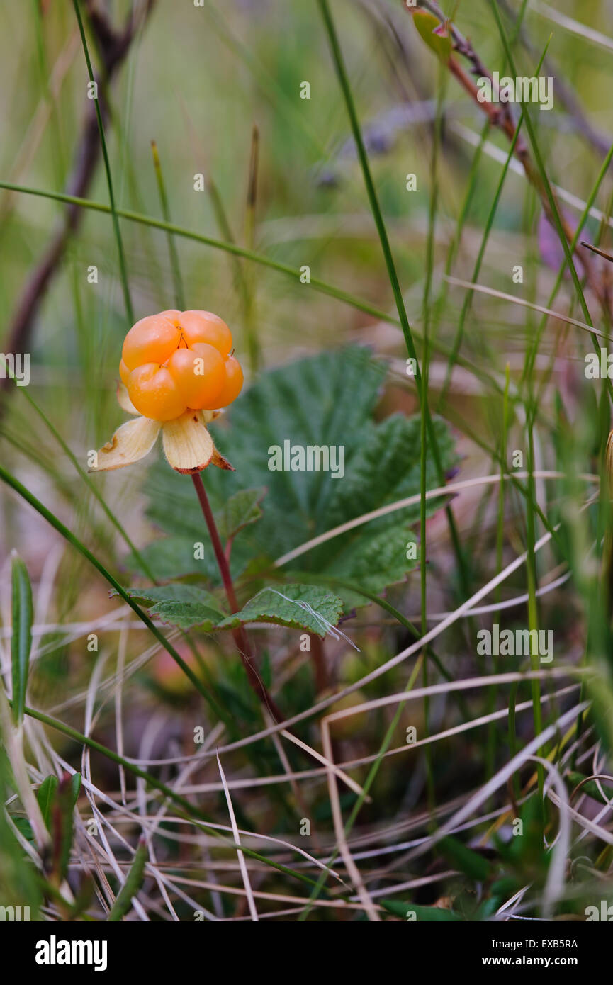 Cloudberry on the swamp close up. Stock Photo
