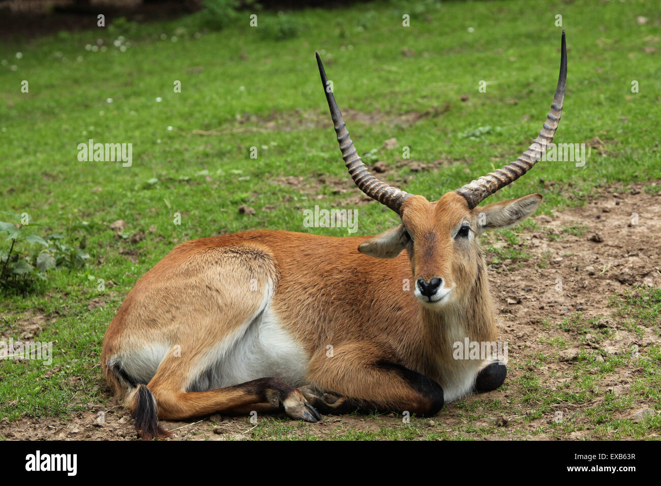 Kafue lechew (Kobus leche kafuensis), also known as the Kafue Flats lechwe at Usti nad Labem Zoo, Czech Republic. Stock Photo