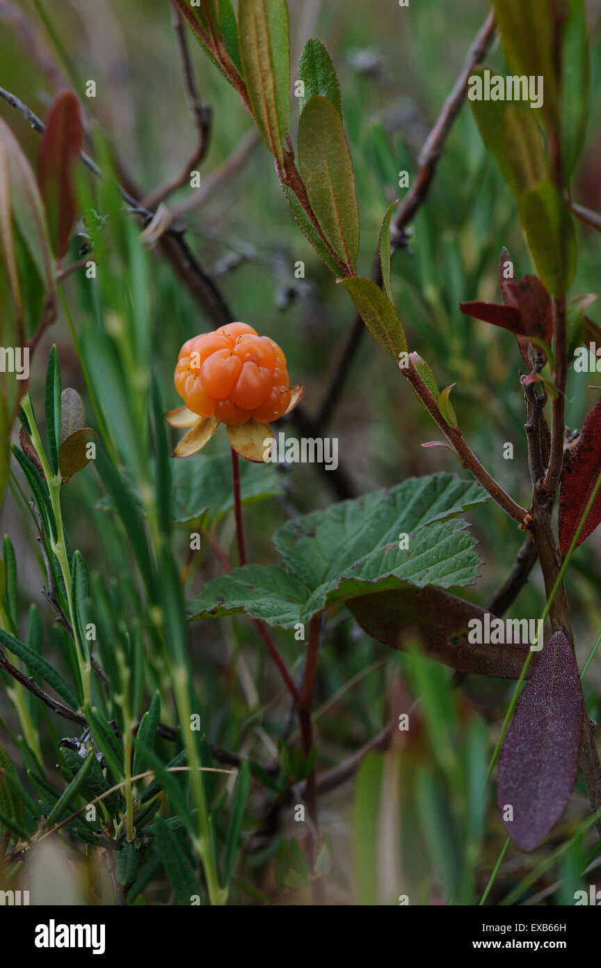 Cloudberry on the swamp close up. Stock Photo